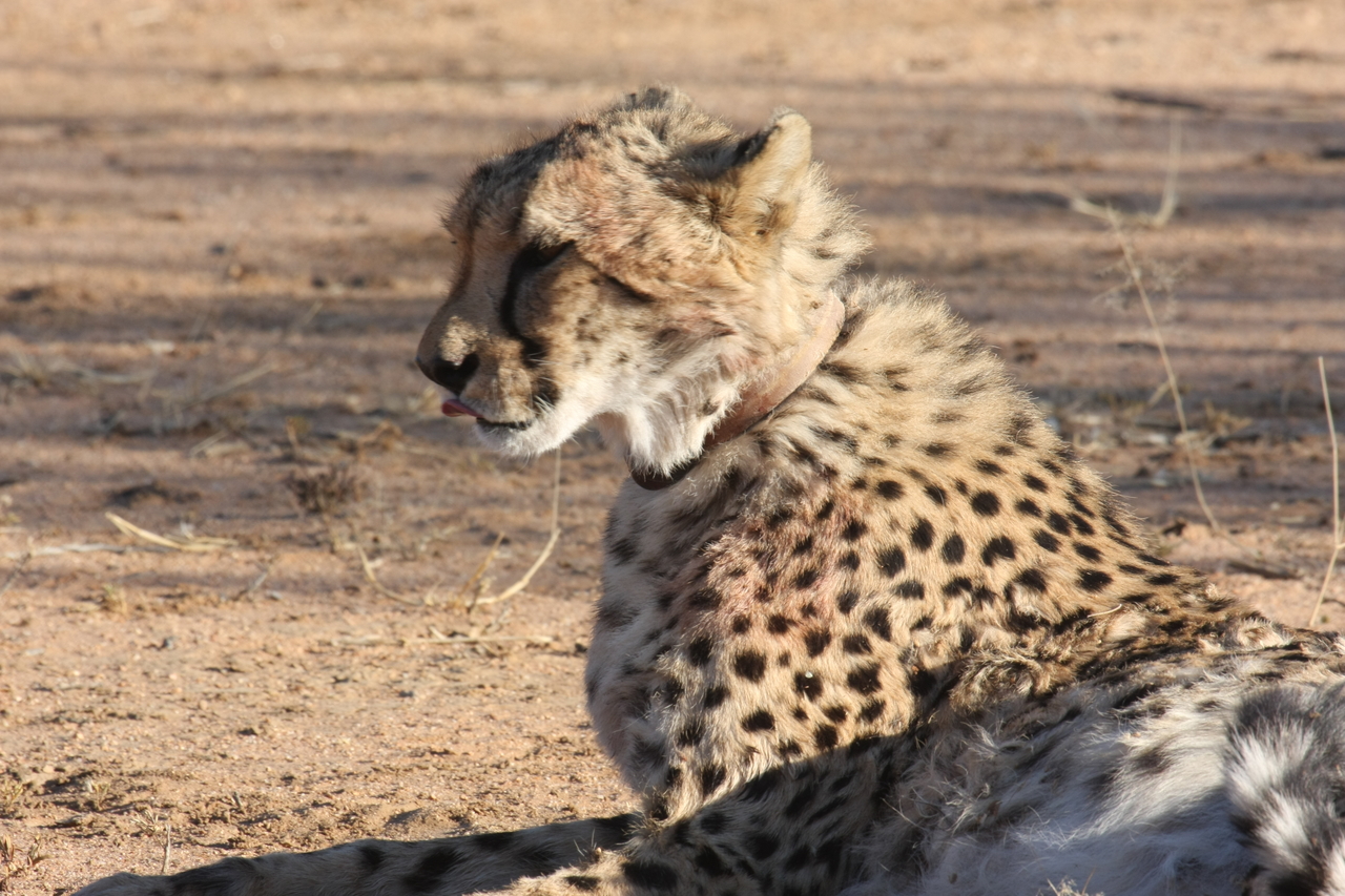 [983] 2016_06_22_02_50_15_Africa_Canon_EOS_40D_IMG__00145.jpg