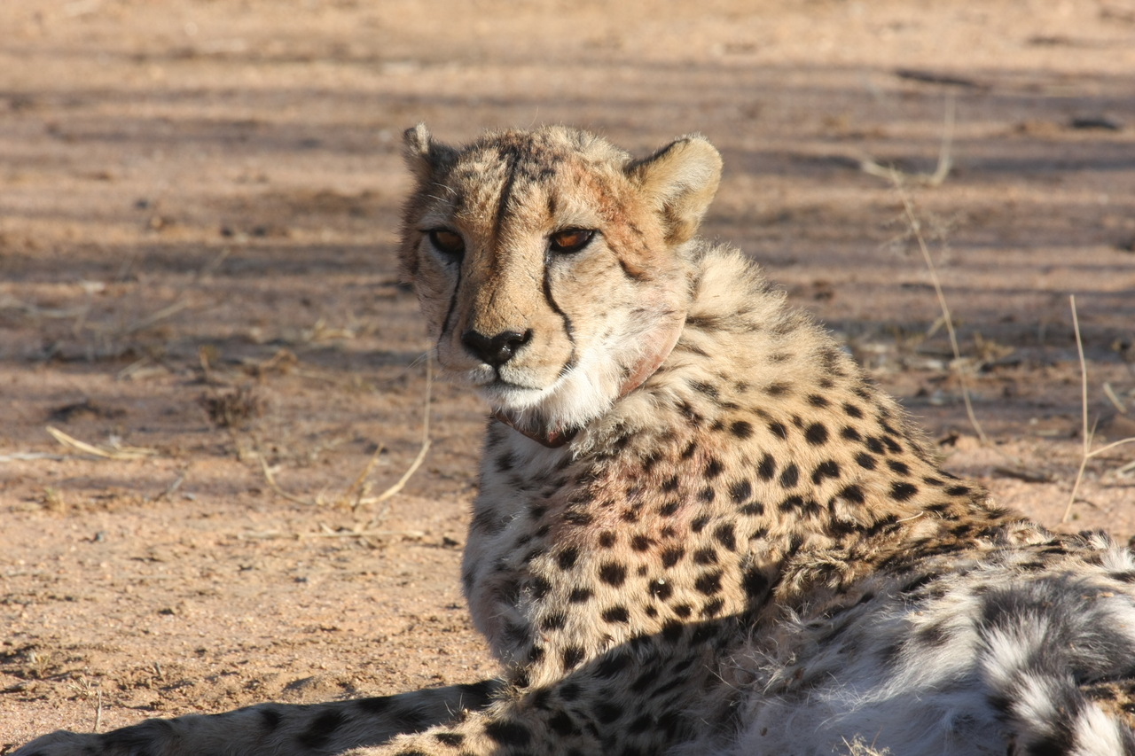 [985] 2016_06_22_02_50_15_Africa_Canon_EOS_40D_IMG__00147.jpg