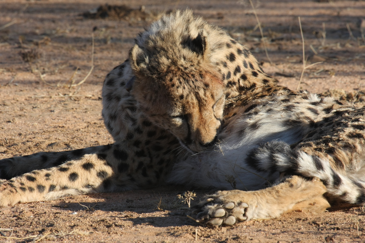 [1006] 2016_06_22_02_50_42_Africa_Canon_EOS_40D_IMG__00171.jpg