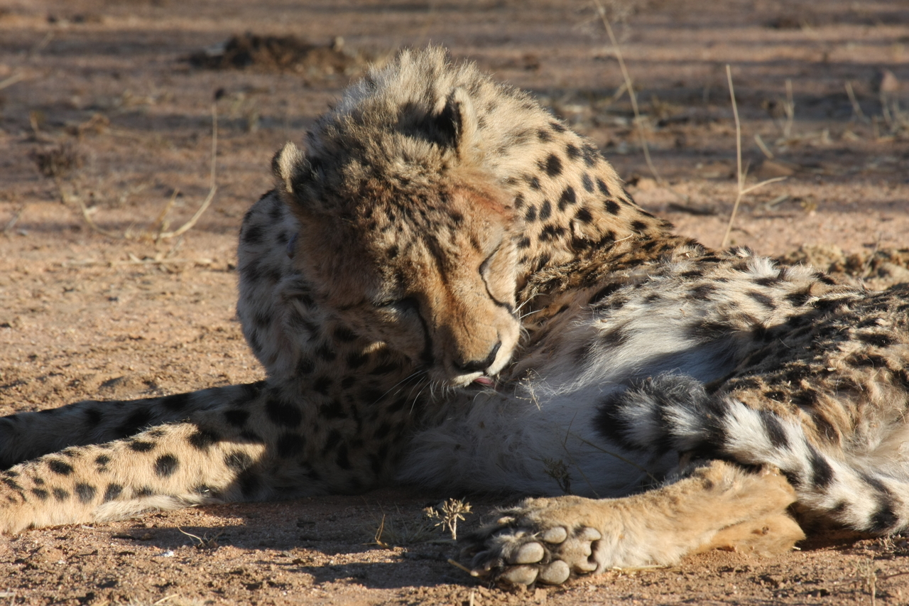 [1009] 2016_06_22_02_50_42_Africa_Canon_EOS_40D_IMG__07619.jpg