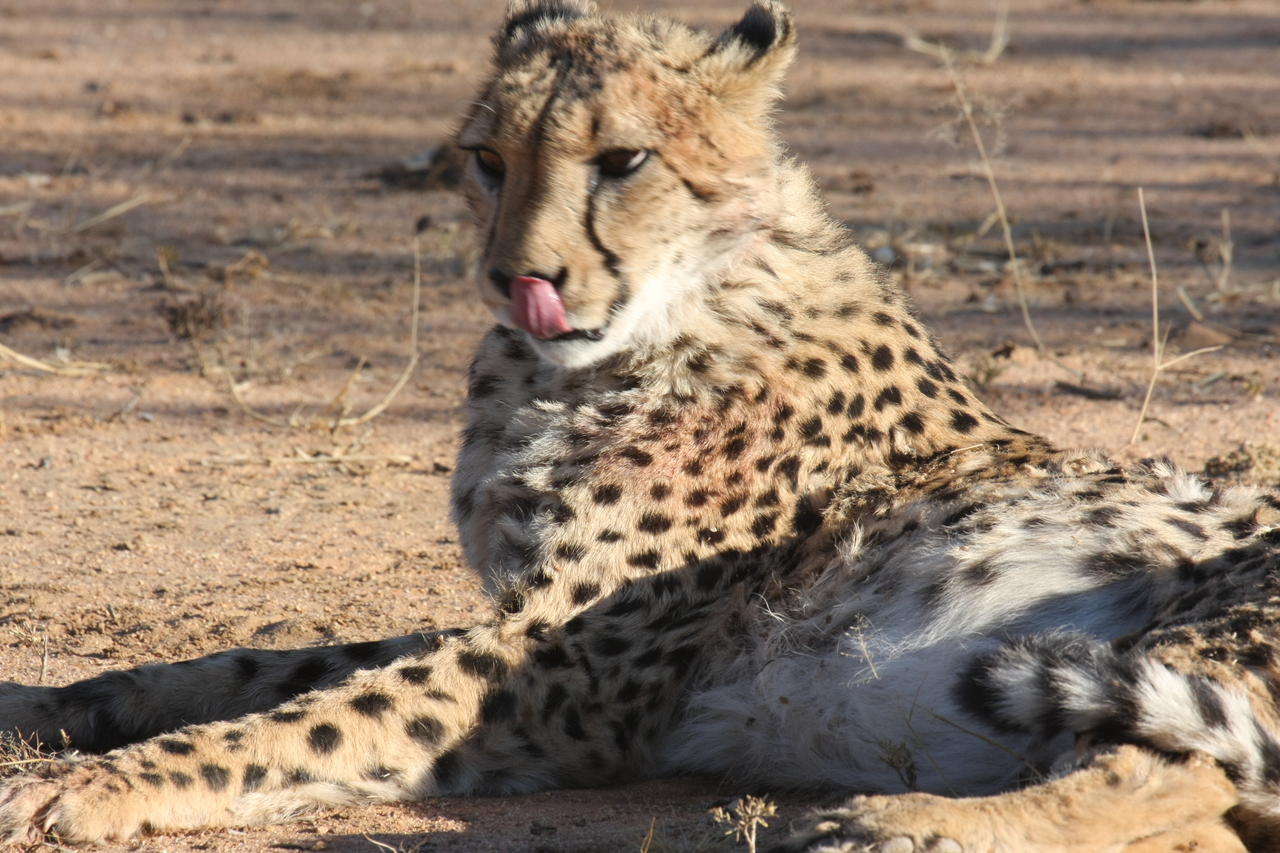 [1018] 2016_06_22_02_50_59_Africa_Canon_EOS_40D_IMG__07622.jpg