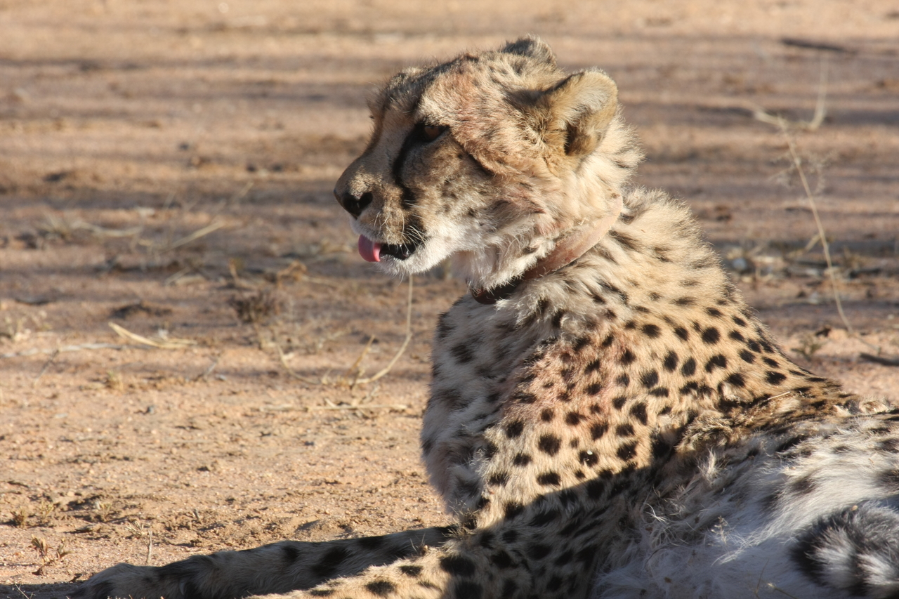 [1019] 2016_06_22_02_51_02_Africa_Canon_EOS_40D_IMG__00157.jpg