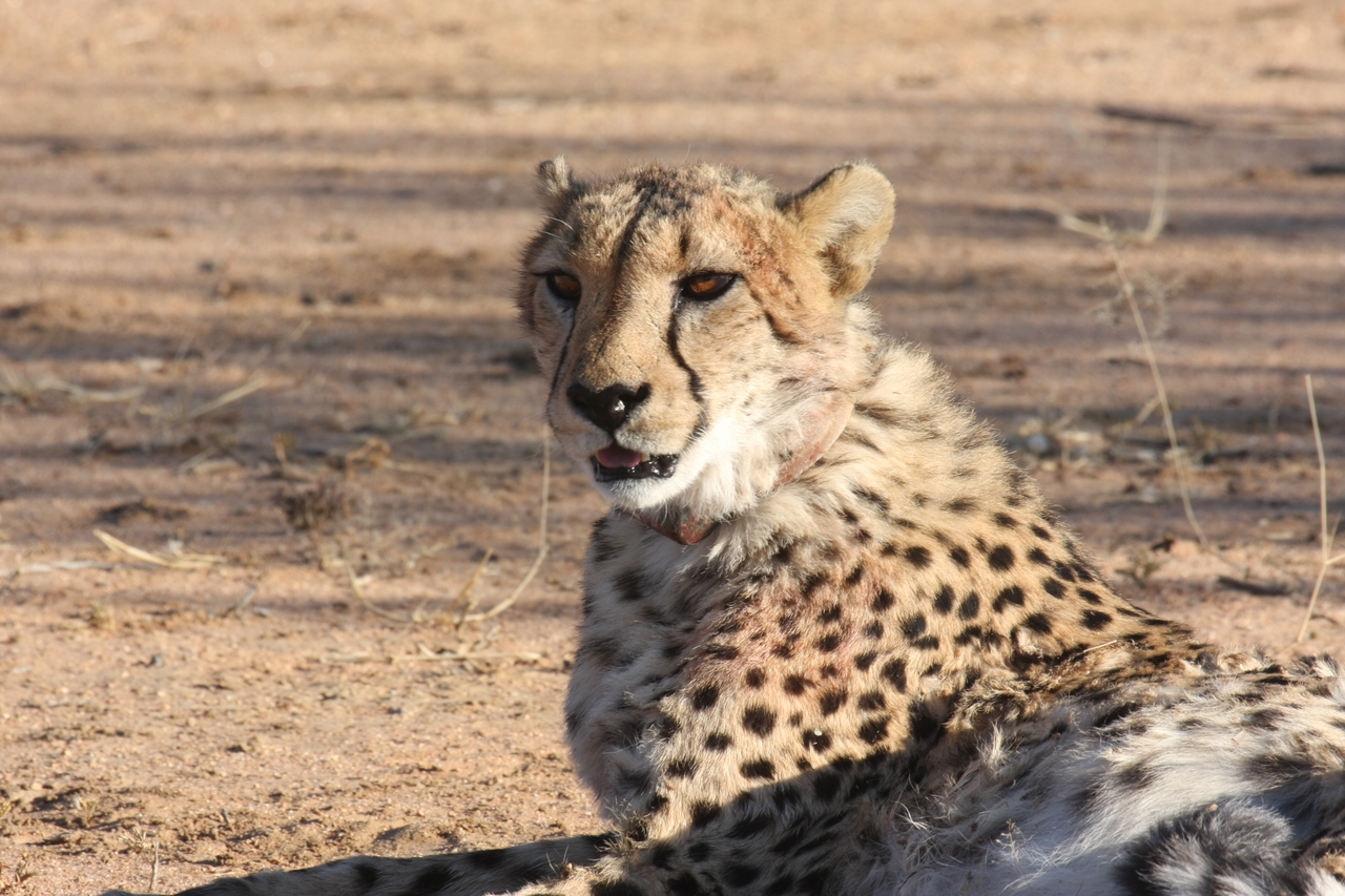 [1022] 2016_06_22_02_51_03_Africa_Canon_EOS_40D_IMG__00158.jpg