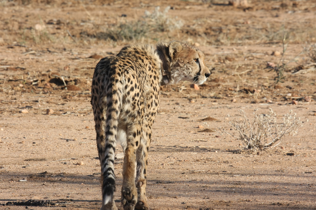 [1060] 2016_06_22_02_51_54_Africa_Canon_EOS_40D_IMG__07636.jpg