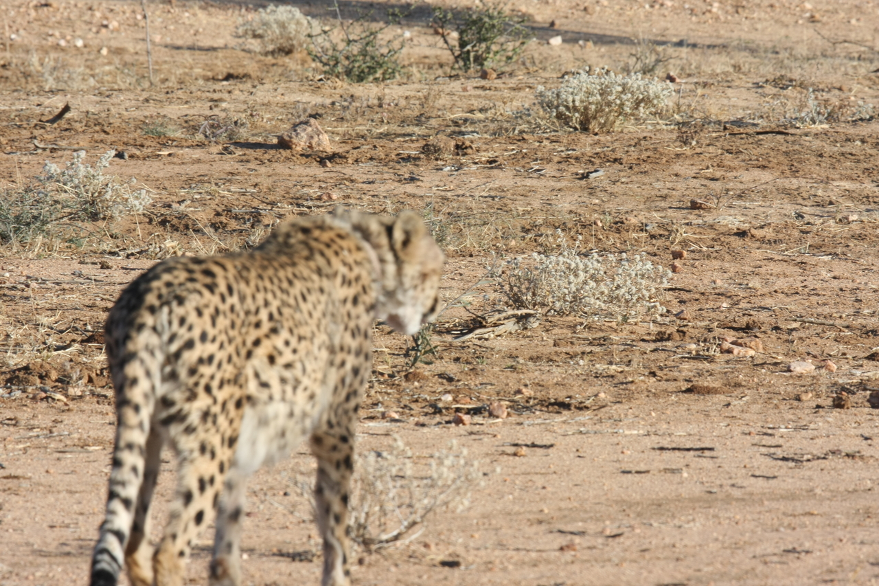 [1061] 2016_06_22_02_51_56_Africa_Canon_EOS_40D_IMG__00171.jpg