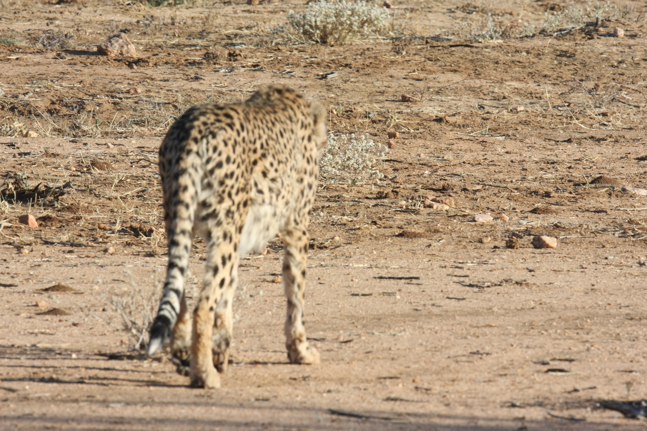 [1065] 2016_06_22_02_51_59_Africa_Canon_EOS_40D_IMG__00191.jpg