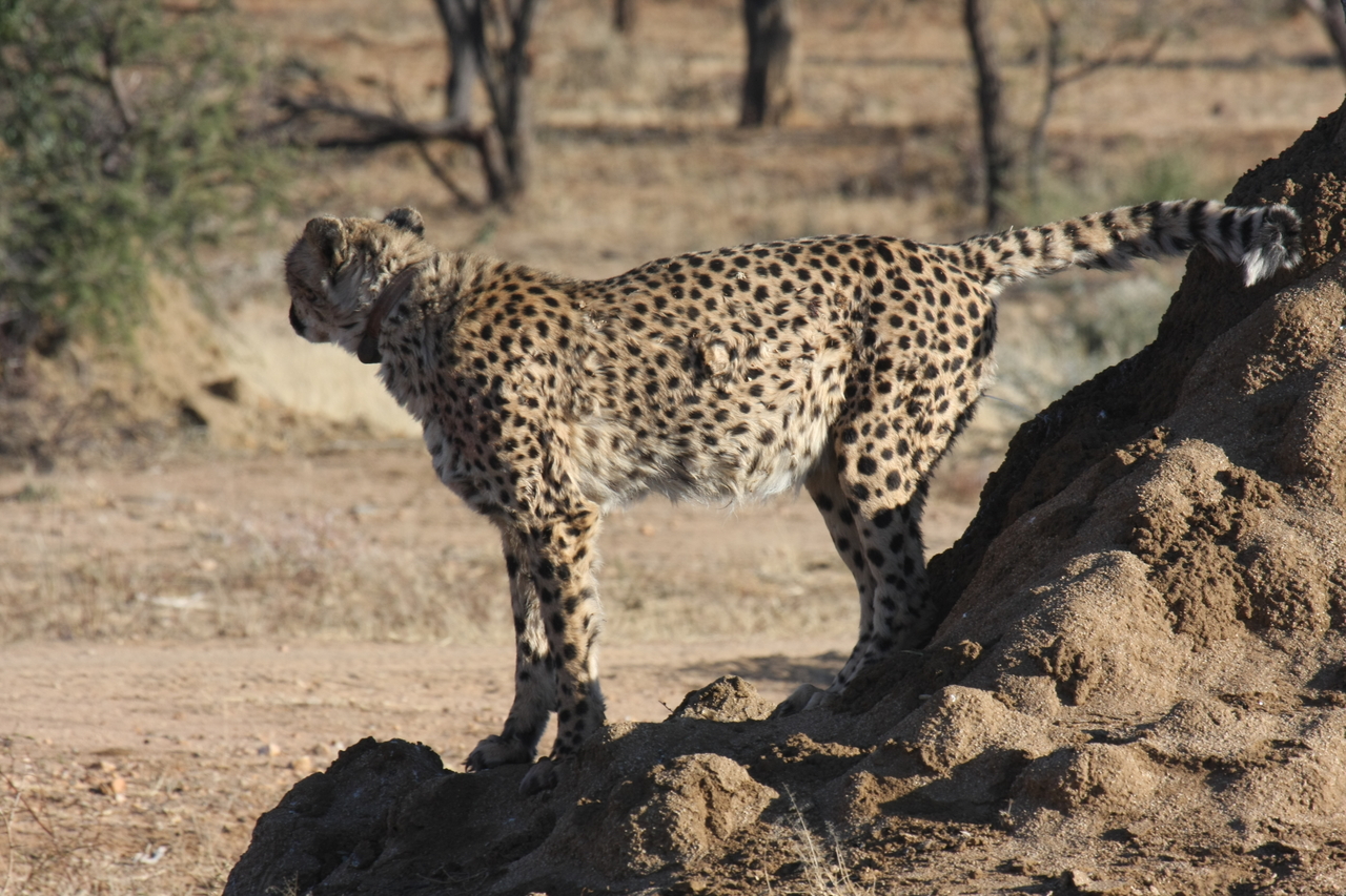 [1079] 2016_06_22_02_54_09_Africa_Canon_EOS_40D_IMG__00193.jpg