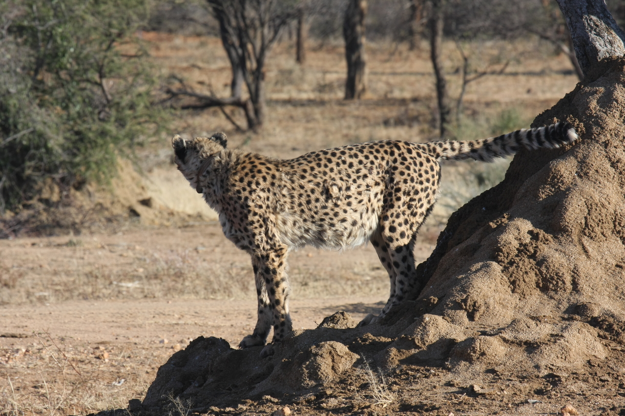 [1085] 2016_06_22_02_54_14_Africa_Canon_EOS_40D_IMG__00194.jpg