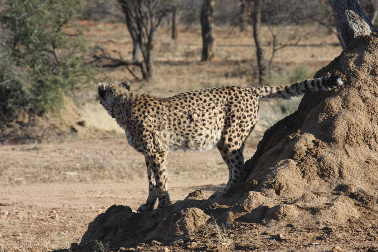 [1086] 2016_06_22_02_54_14_Africa_Canon_EOS_40D_IMG__00195.jpg
