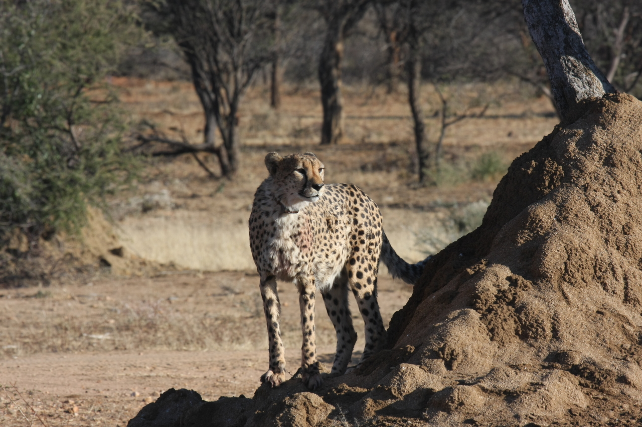 [1092] 2016_06_22_02_54_26_Africa_Canon_EOS_40D_IMG__00178.jpg