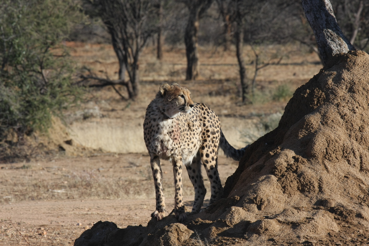 [1099] 2016_06_22_02_54_26_Africa_Canon_EOS_40D_IMG__07645.jpg