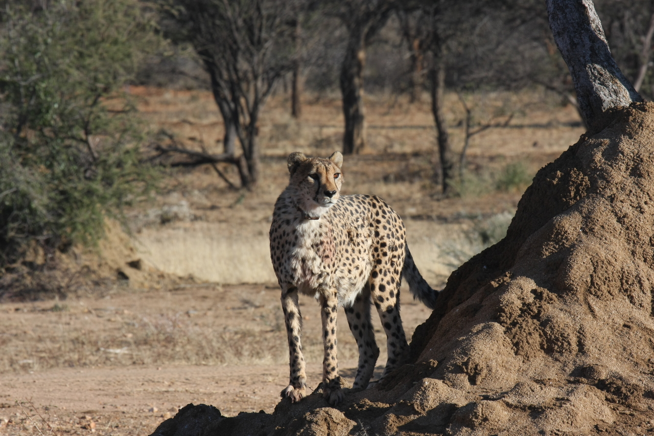 [1107] 2016_06_22_02_54_28_Africa_Canon_EOS_40D_IMG__00201.jpg