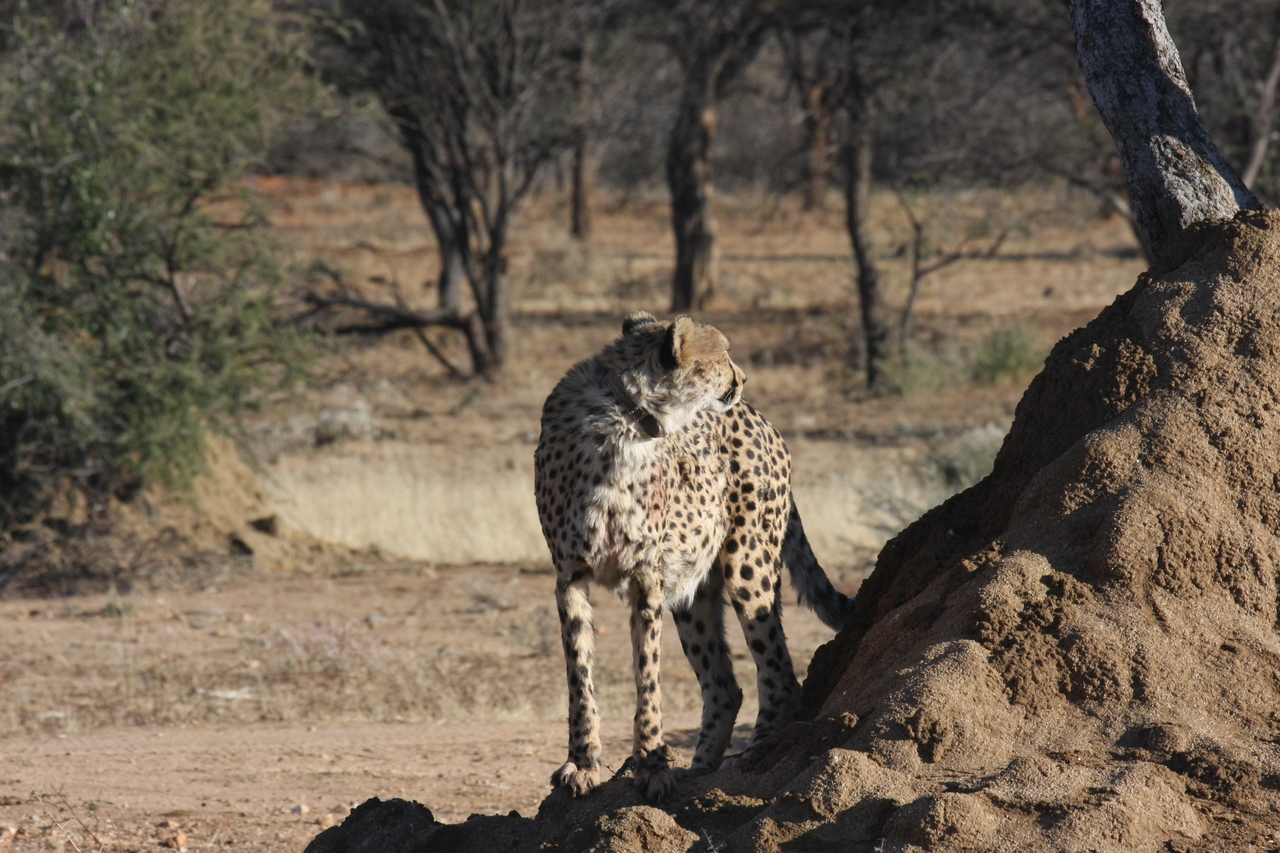 [1115] 2016_06_22_02_54_32_Africa_Canon_EOS_40D_IMG__00204.jpg