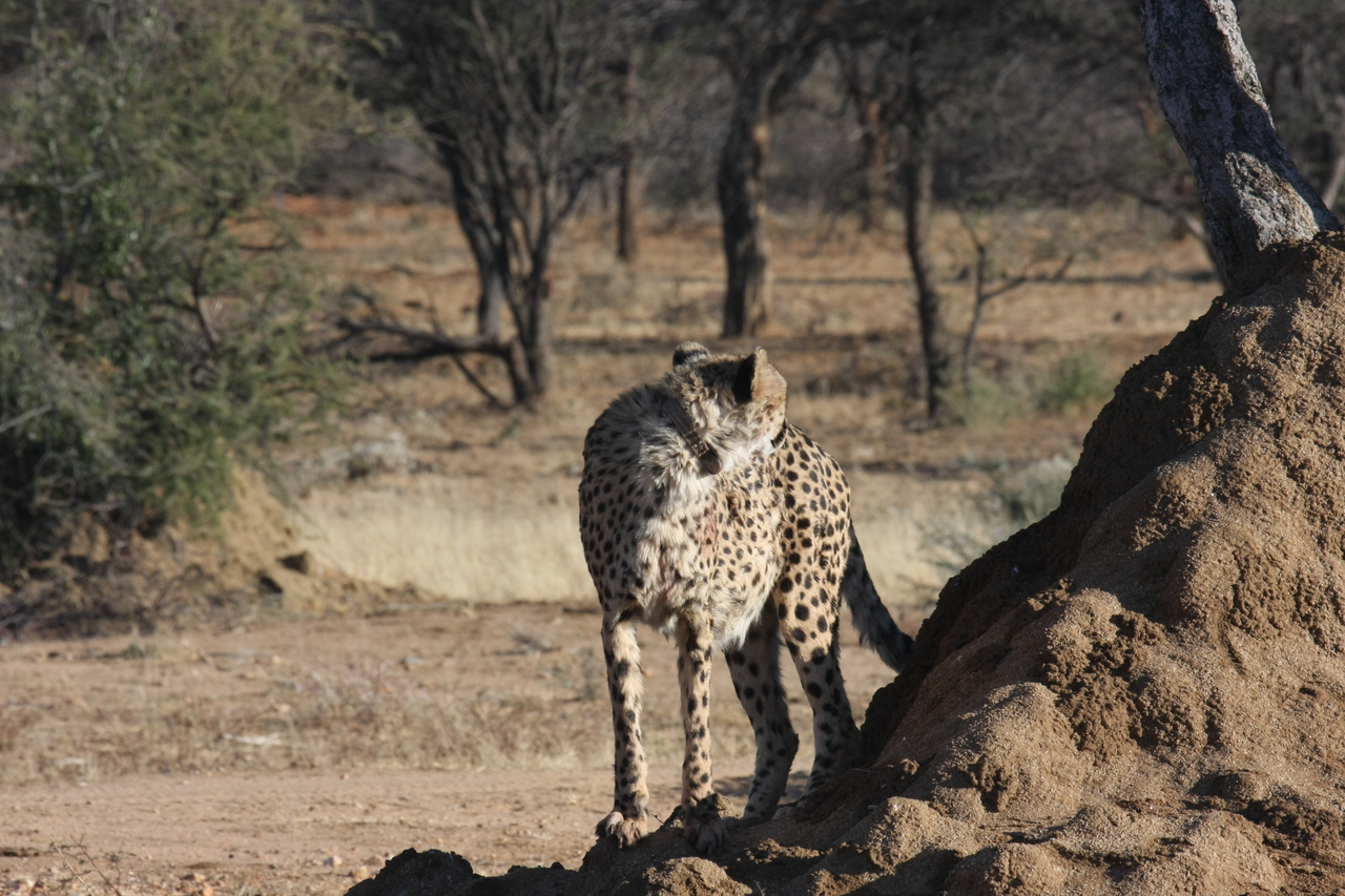 [1118] 2016_06_22_02_54_32_Africa_Canon_EOS_40D_IMG__07652.jpg
