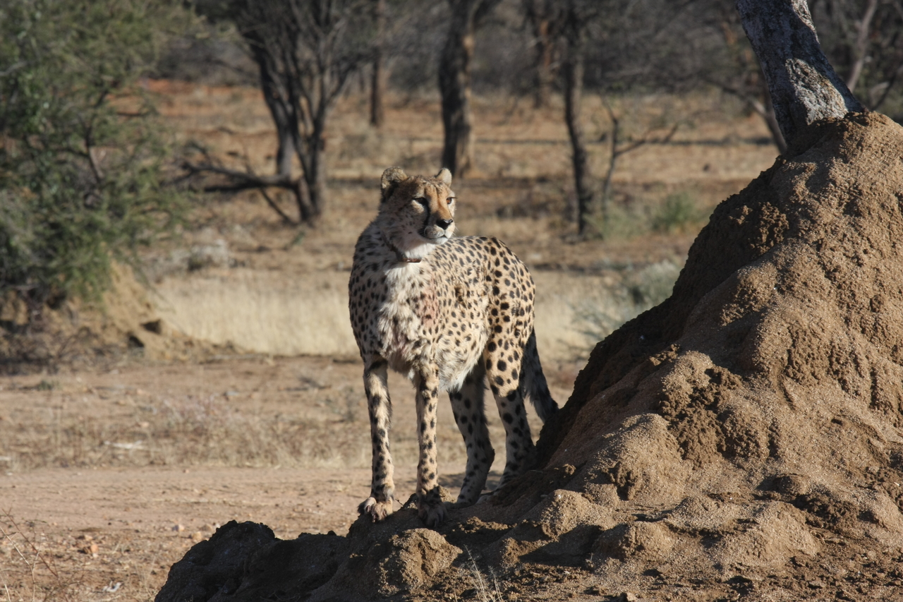 [1120] 2016_06_22_02_54_49_Africa_Canon_EOS_40D_IMG__00188.jpg