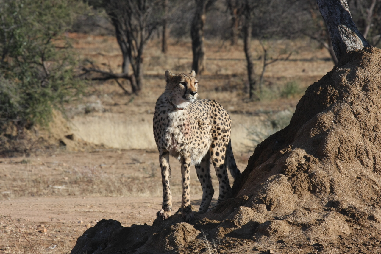 [1126] 2016_06_22_02_54_52_Africa_Canon_EOS_40D_IMG__00190.jpg