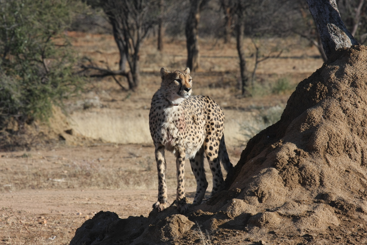 [1128] 2016_06_22_02_54_52_Africa_Canon_EOS_40D_IMG__00208.jpg