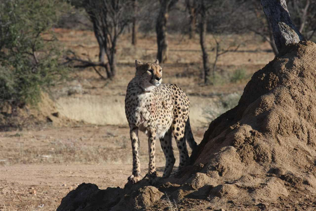 [1135] 2016_06_22_02_54_55_Africa_Canon_EOS_40D_IMG__00211.jpg