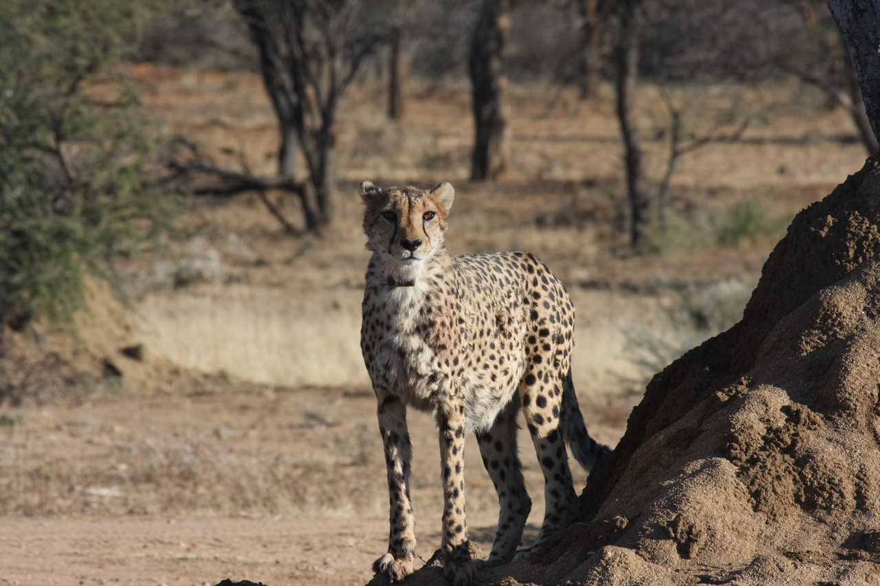 [1137] 2016_06_22_02_55_11_Africa_Canon_EOS_40D_IMG__00193.jpg