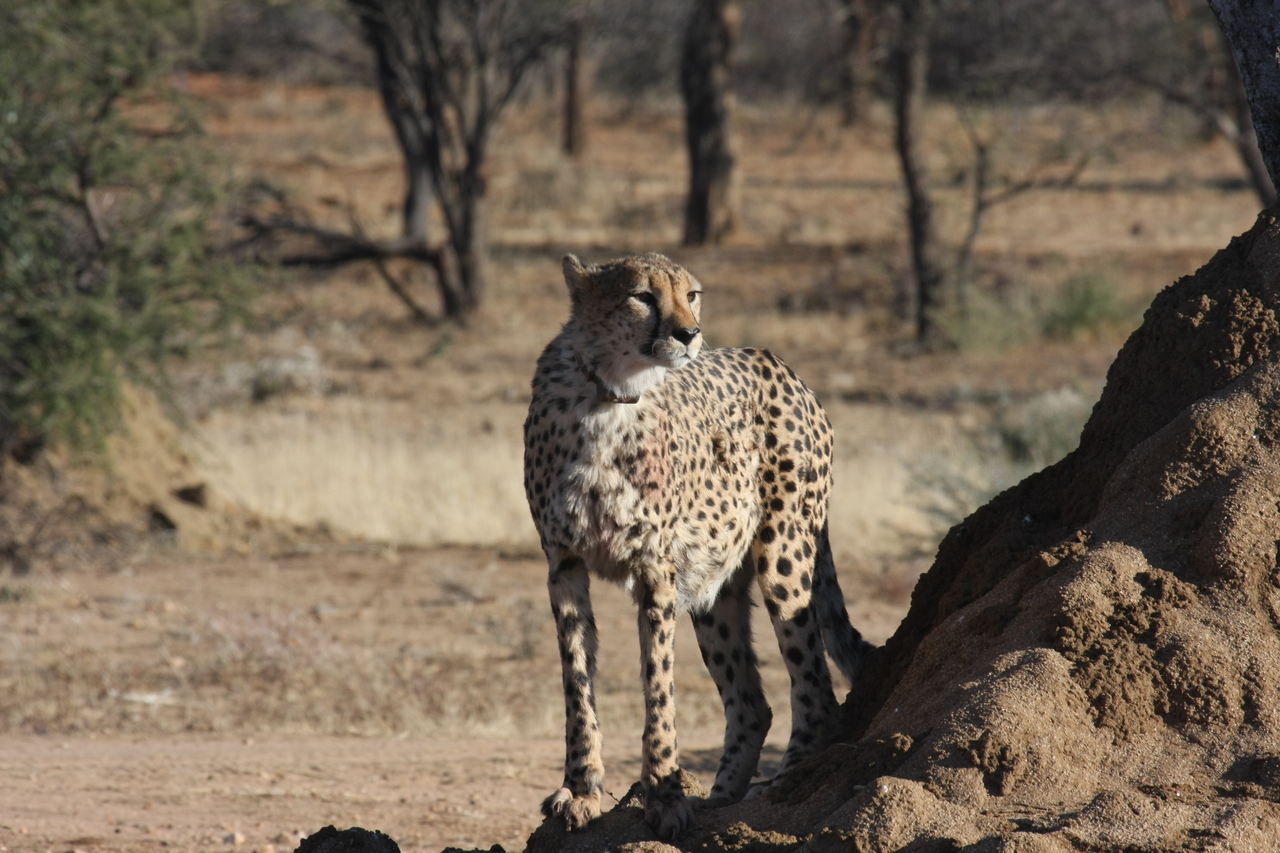 [1154] 2016_06_22_02_55_14_Africa_Canon_EOS_40D_IMG__07664.jpg
