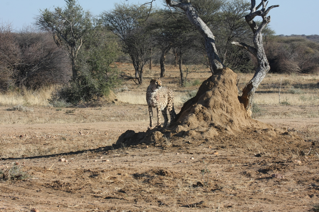[1168] 2016_06_22_02_55_39_Africa_Canon_EOS_40D_IMG__00202.jpg