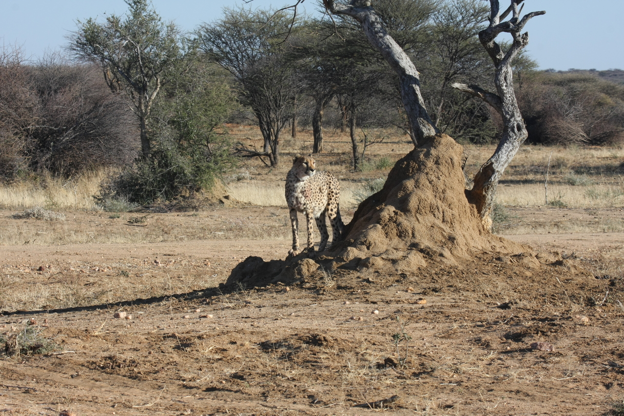 [1169] 2016_06_22_02_55_39_Africa_Canon_EOS_40D_IMG__00203.jpg