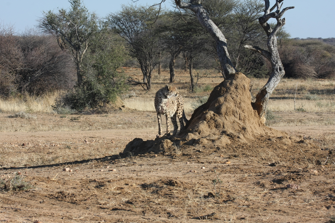 [1178] 2016_06_22_02_55_40_Africa_Canon_EOS_40D_IMG__07670.jpg