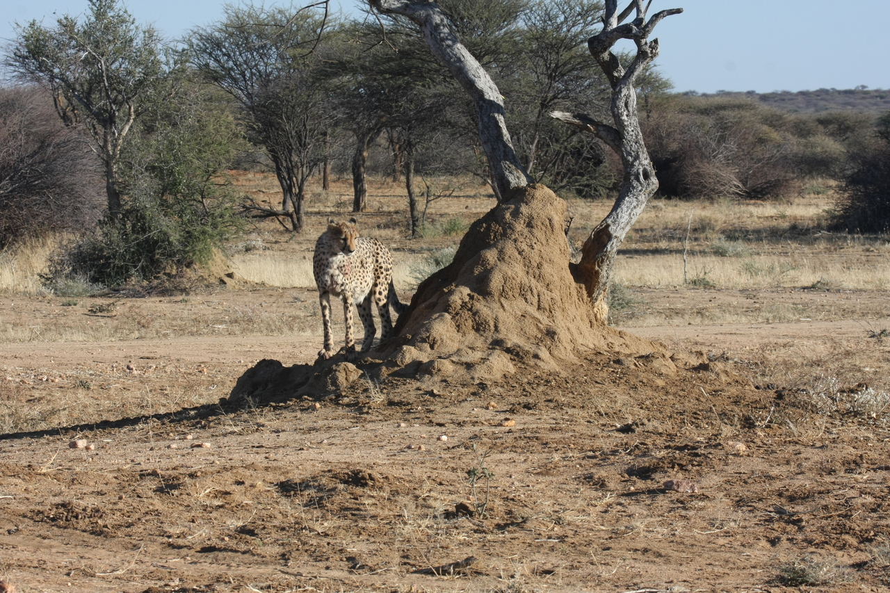 [1188] 2016_06_22_02_55_44_Africa_Canon_EOS_40D_IMG__07674.jpg