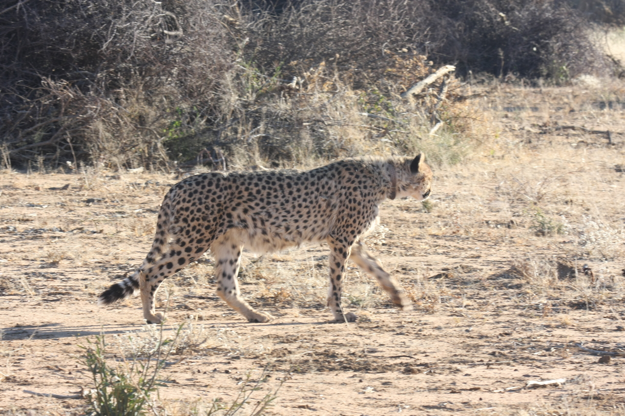 [1234] 2016_06_22_02_56_23_Africa_Canon_EOS_40D_IMG__00237.jpg