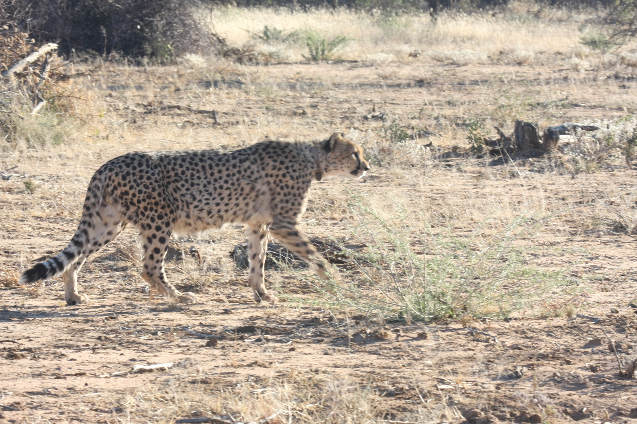 [1240] 2016_06_22_02_56_25_Africa_Canon_EOS_40D_IMG__07686.jpg