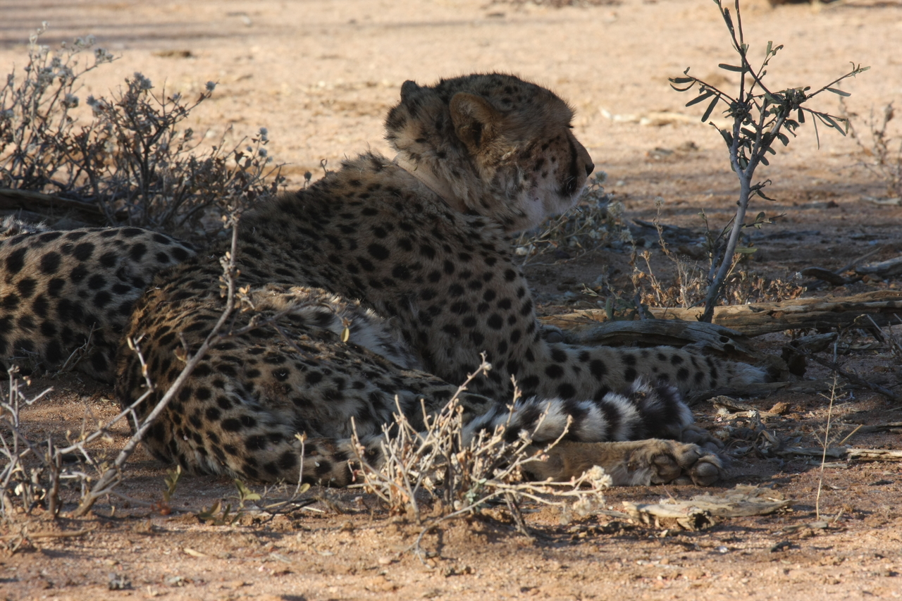 [1253] 2016_06_22_02_59_35_Africa_Canon_EOS_40D_IMG__00242.jpg