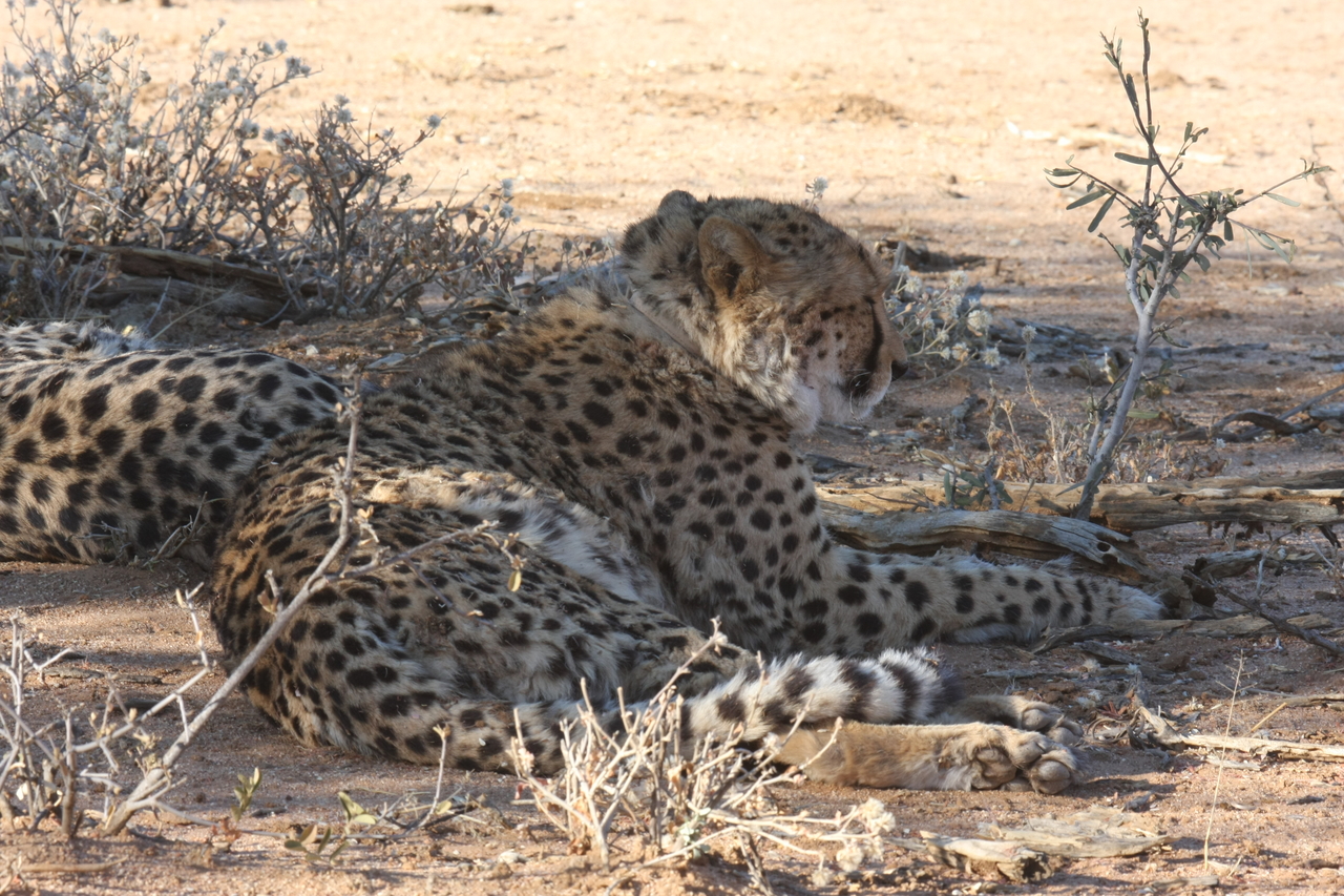 [1305] 2016_06_22_03_01_38_Africa_Canon_EOS_40D_IMG__00257.jpg