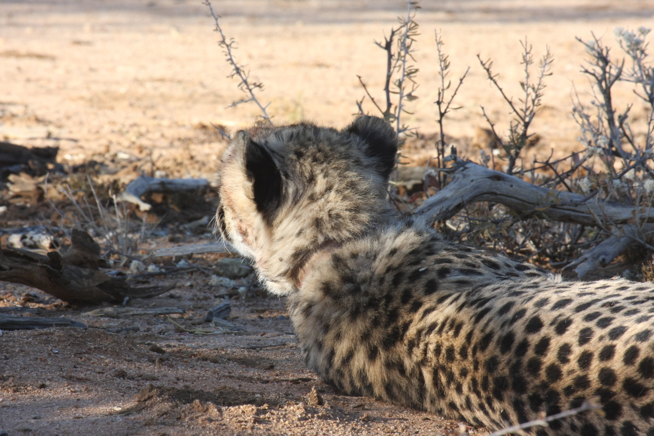 [1308] 2016_06_22_03_01_52_Africa_Canon_EOS_40D_IMG__00258.jpg