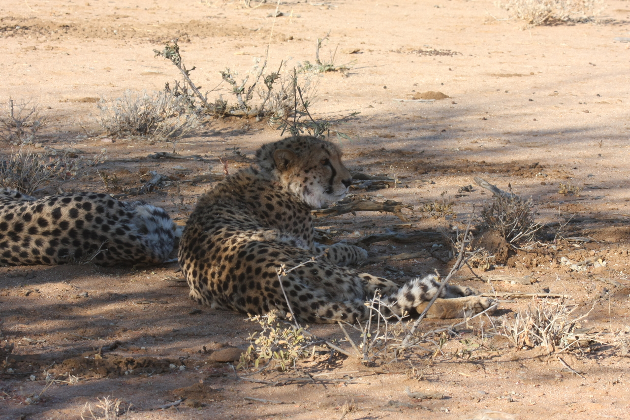 [1313] 2016_06_22_03_02_23_Africa_Canon_EOS_40D_IMG__00241.jpg