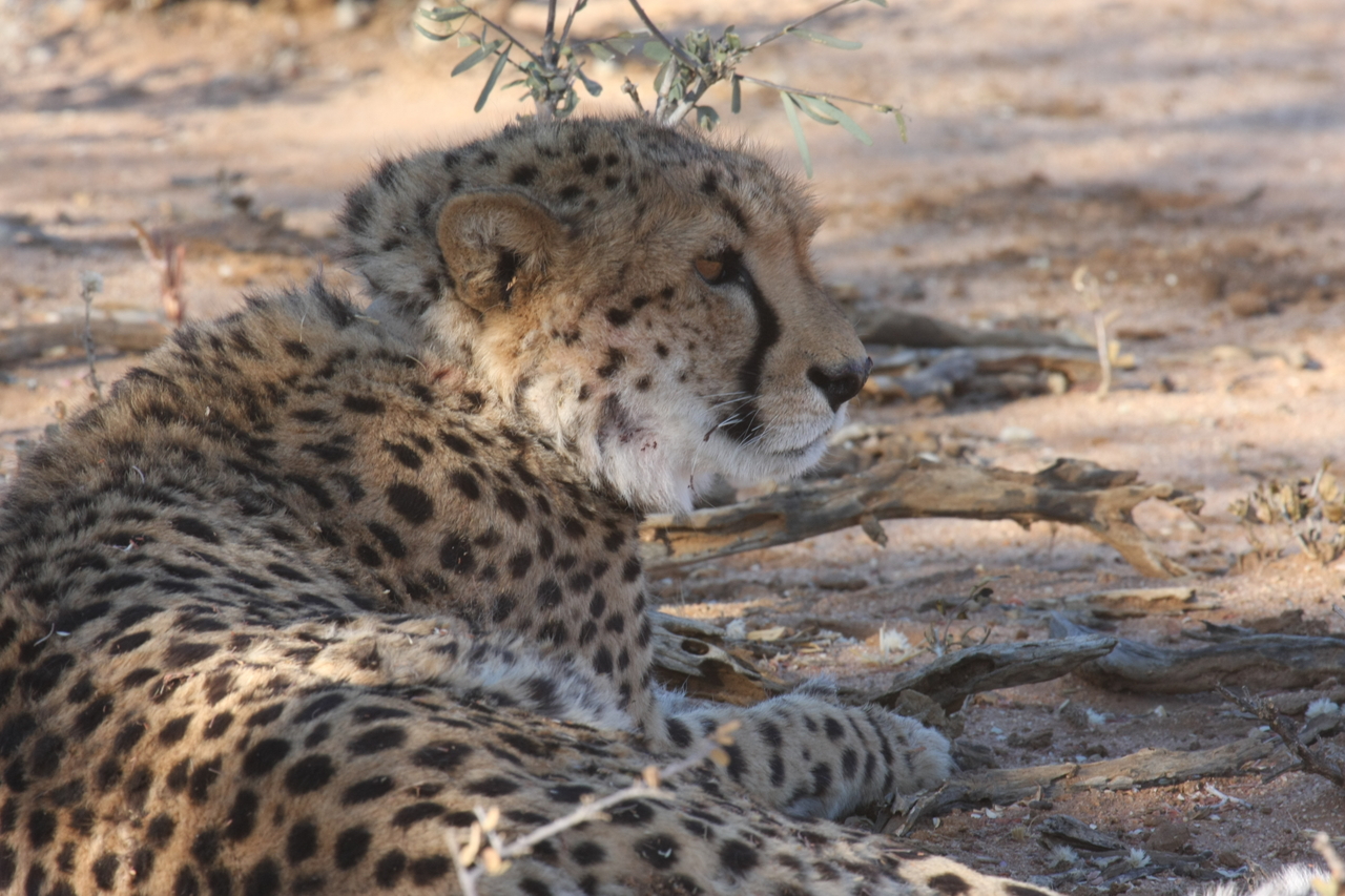 [1319] 2016_06_22_03_02_30_Africa_Canon_EOS_40D_IMG__00262.jpg