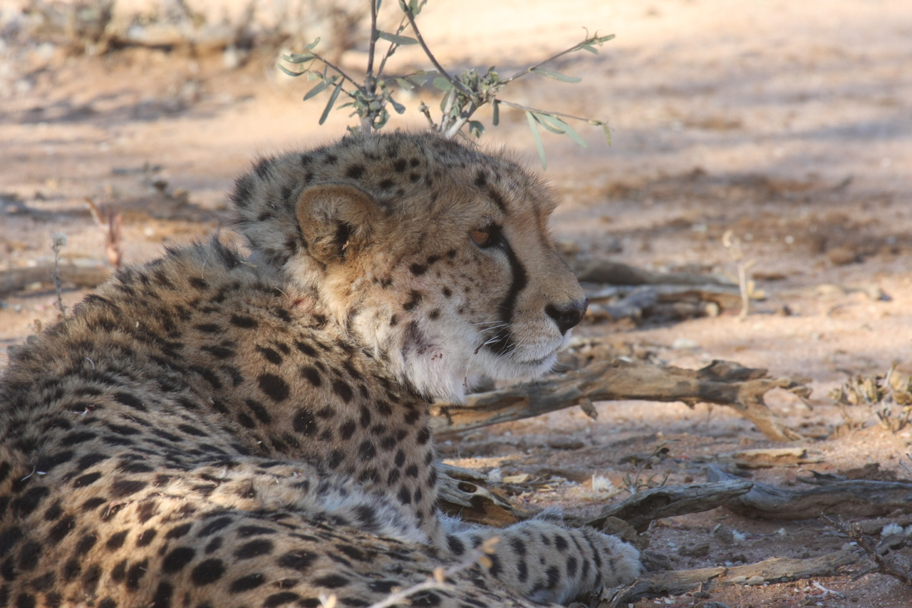 [1327] 2016_06_22_03_02_35_Africa_Canon_EOS_40D_IMG__00264.jpg