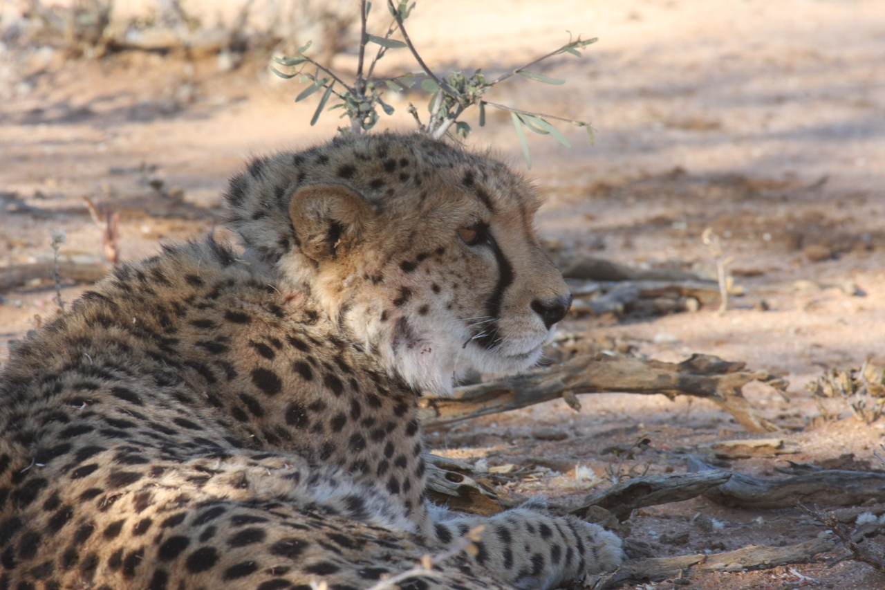 [1328] 2016_06_22_03_02_35_Africa_Canon_EOS_40D_IMG__00265.jpg