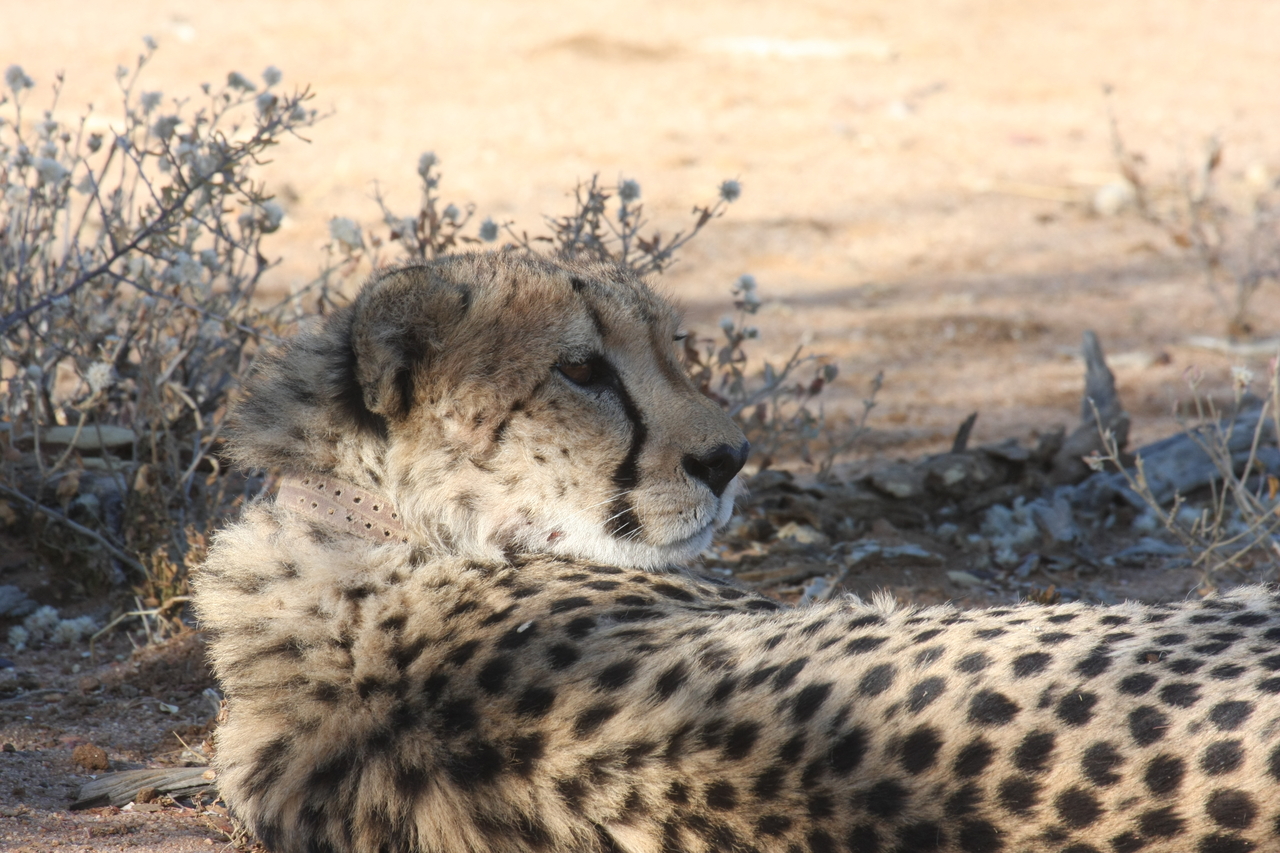 [1331] 2016_06_22_03_02_46_Africa_Canon_EOS_40D_IMG__00247.jpg