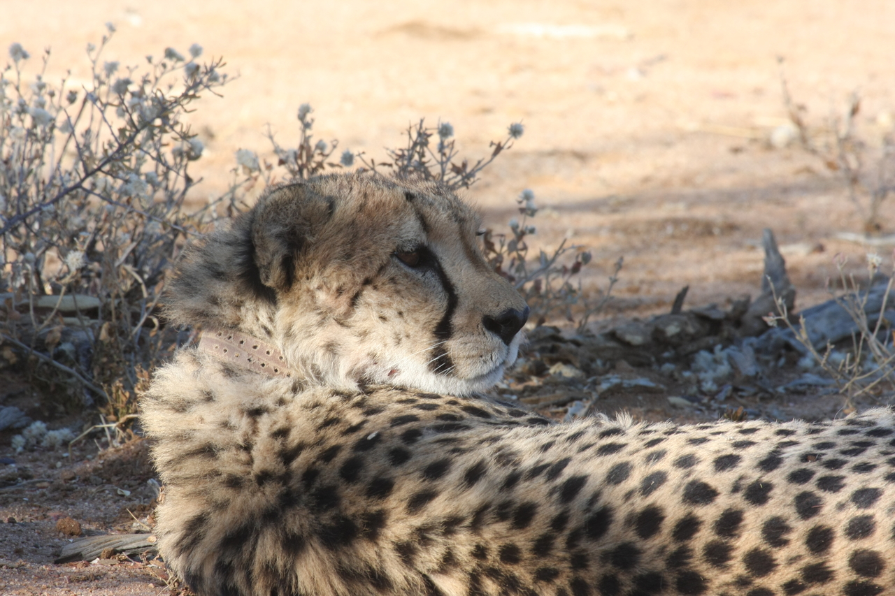 [1332] 2016_06_22_03_02_46_Africa_Canon_EOS_40D_IMG__00248.jpg