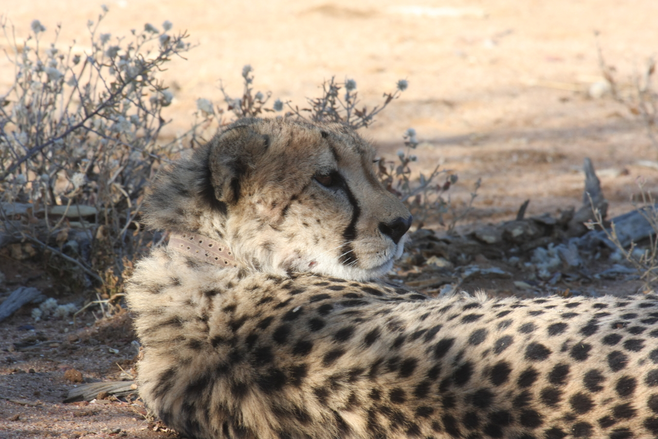 [1340] 2016_06_22_03_02_48_Africa_Canon_EOS_40D_IMG__00250.jpg