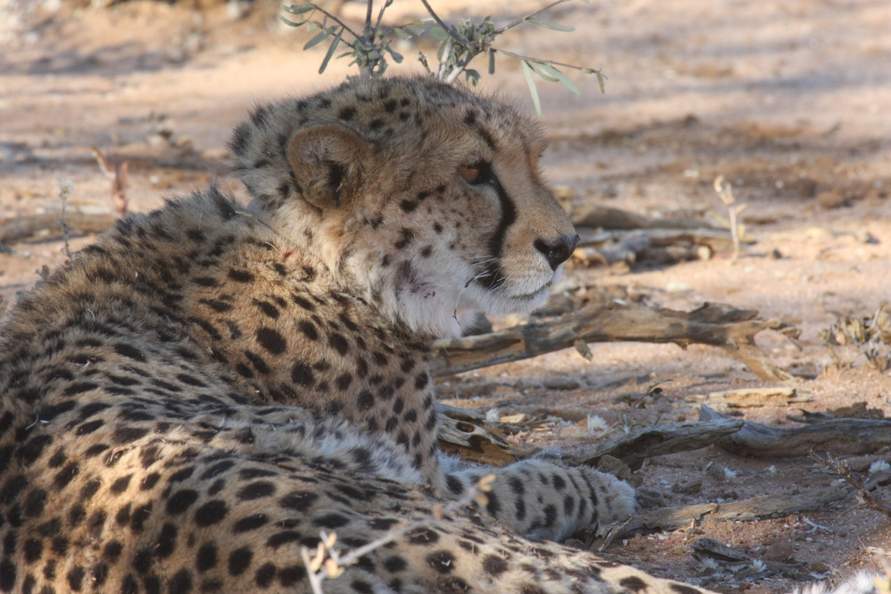 [1355] 2016_06_22_03_03_28_Africa_Canon_EOS_40D_IMG__00274.jpg