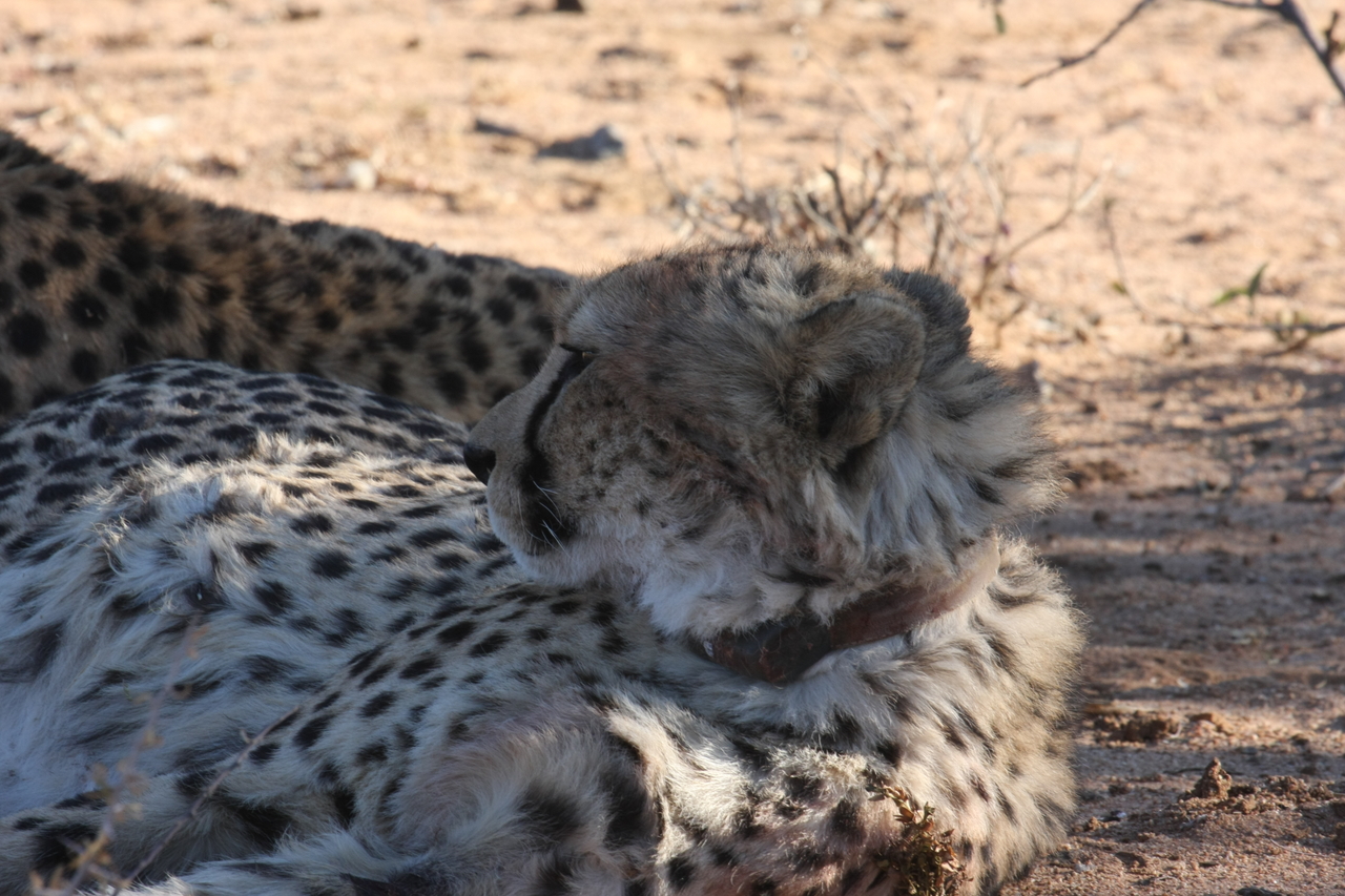 [1361] 2016_06_22_03_04_24_Africa_Canon_EOS_40D_IMG__00257.jpg