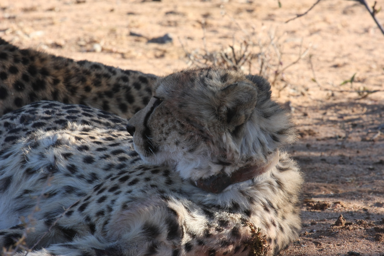 [1362] 2016_06_22_03_04_24_Africa_Canon_EOS_40D_IMG__00258.jpg