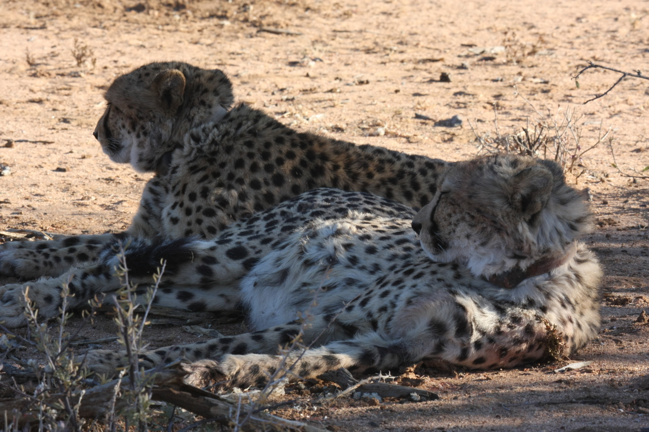 [1371] 2016_06_22_03_04_31_Africa_Canon_EOS_40D_IMG__00261.jpg