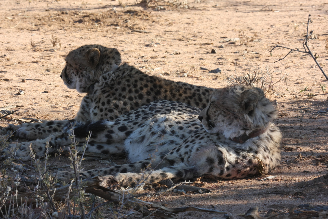 [1384] 2016_06_22_03_04_37_Africa_Canon_EOS_40D_IMG__07730.jpg