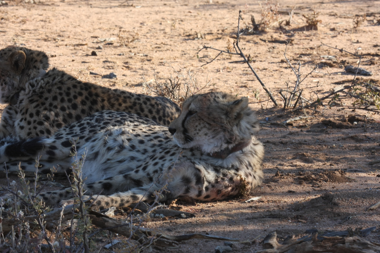 [1387] 2016_06_22_03_05_05_Africa_Canon_EOS_40D_IMG__07731.jpg