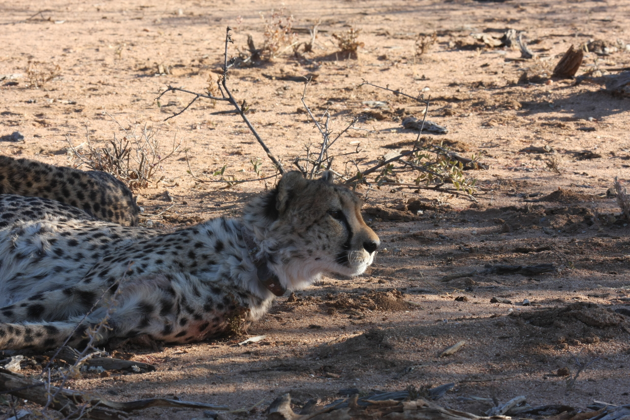 [1392] 2016_06_22_03_05_10_Africa_Canon_EOS_40D_IMG__07732.jpg