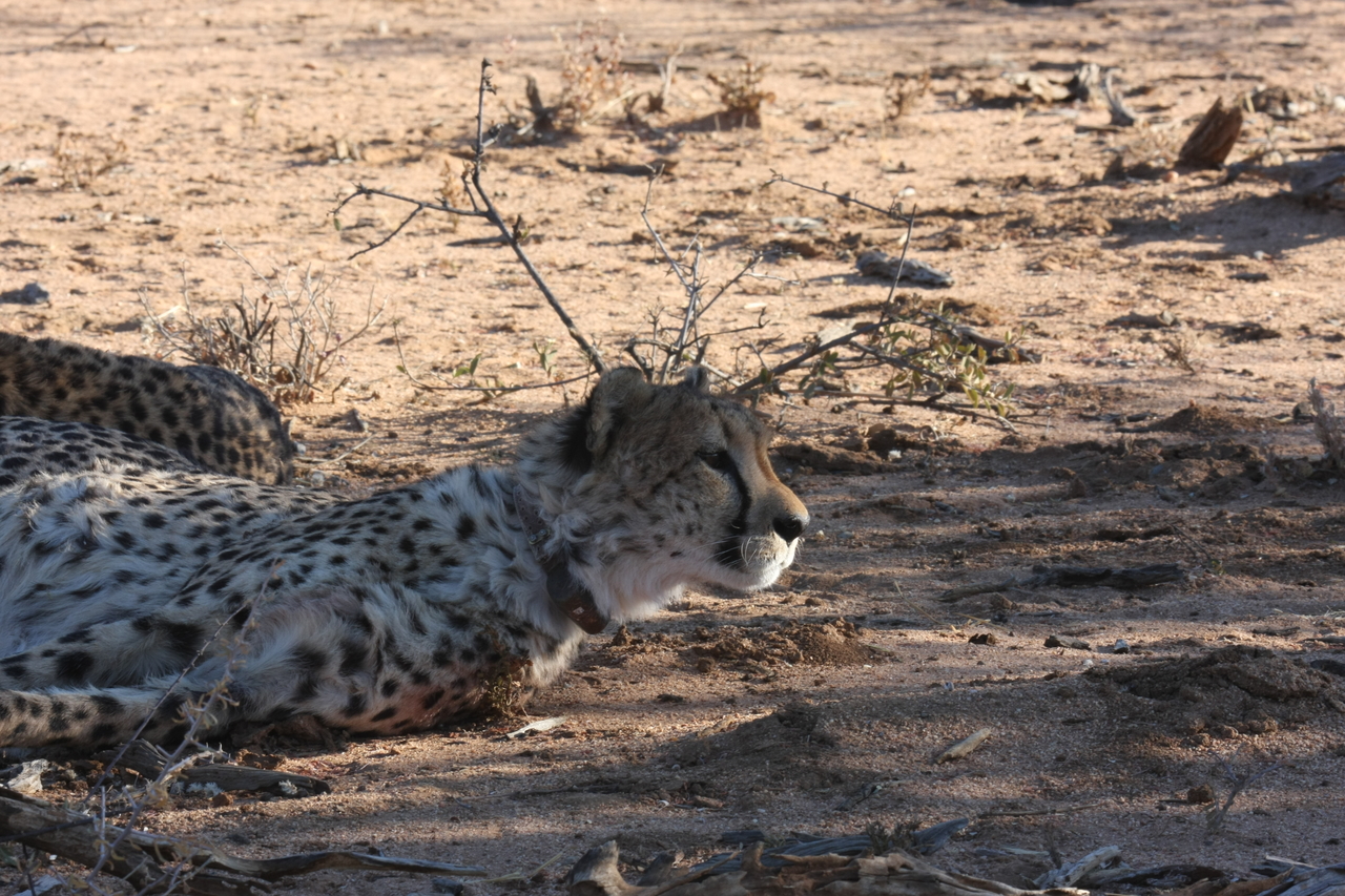 [1393] 2016_06_22_03_05_10_Africa_Canon_EOS_40D_IMG__07733.jpg