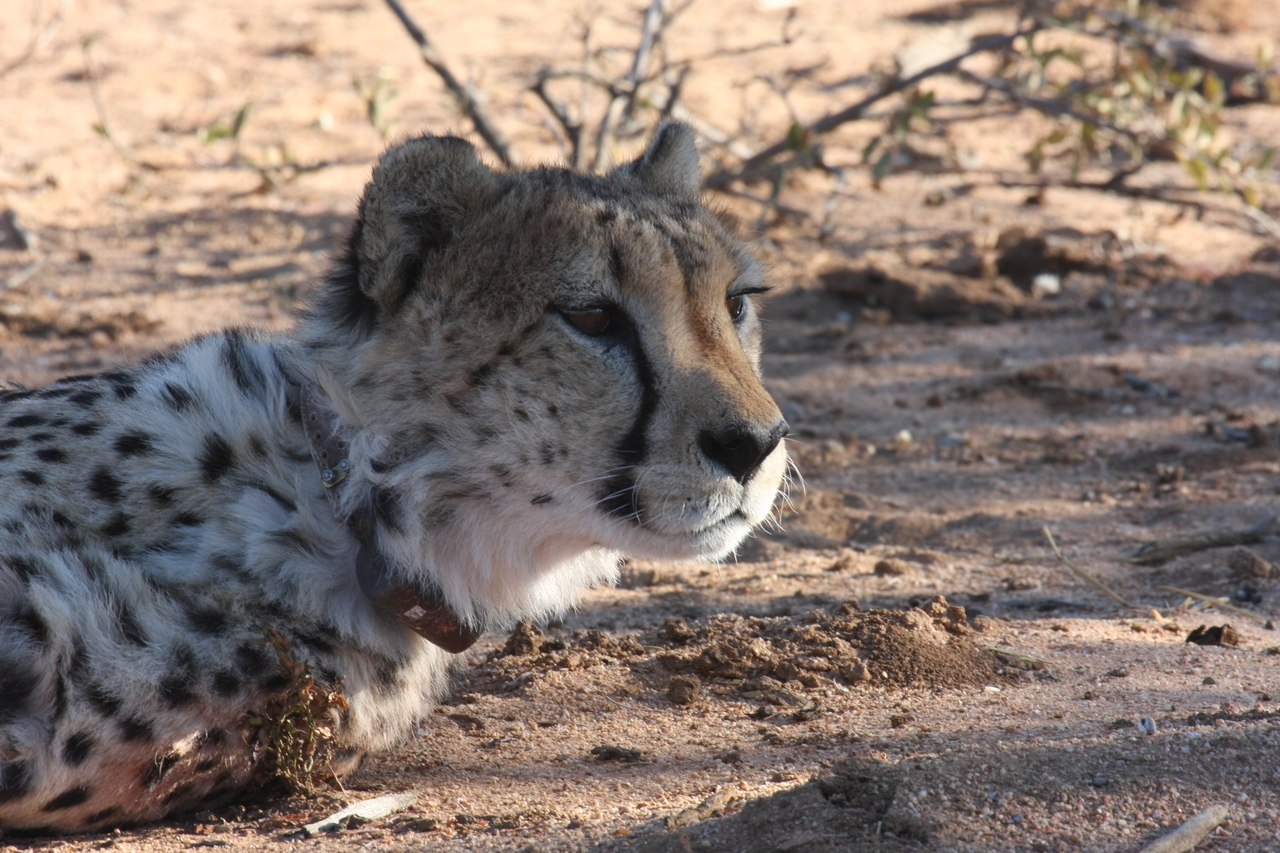 [1403] 2016_06_22_03_05_20_Africa_Canon_EOS_40D_IMG__00289.jpg