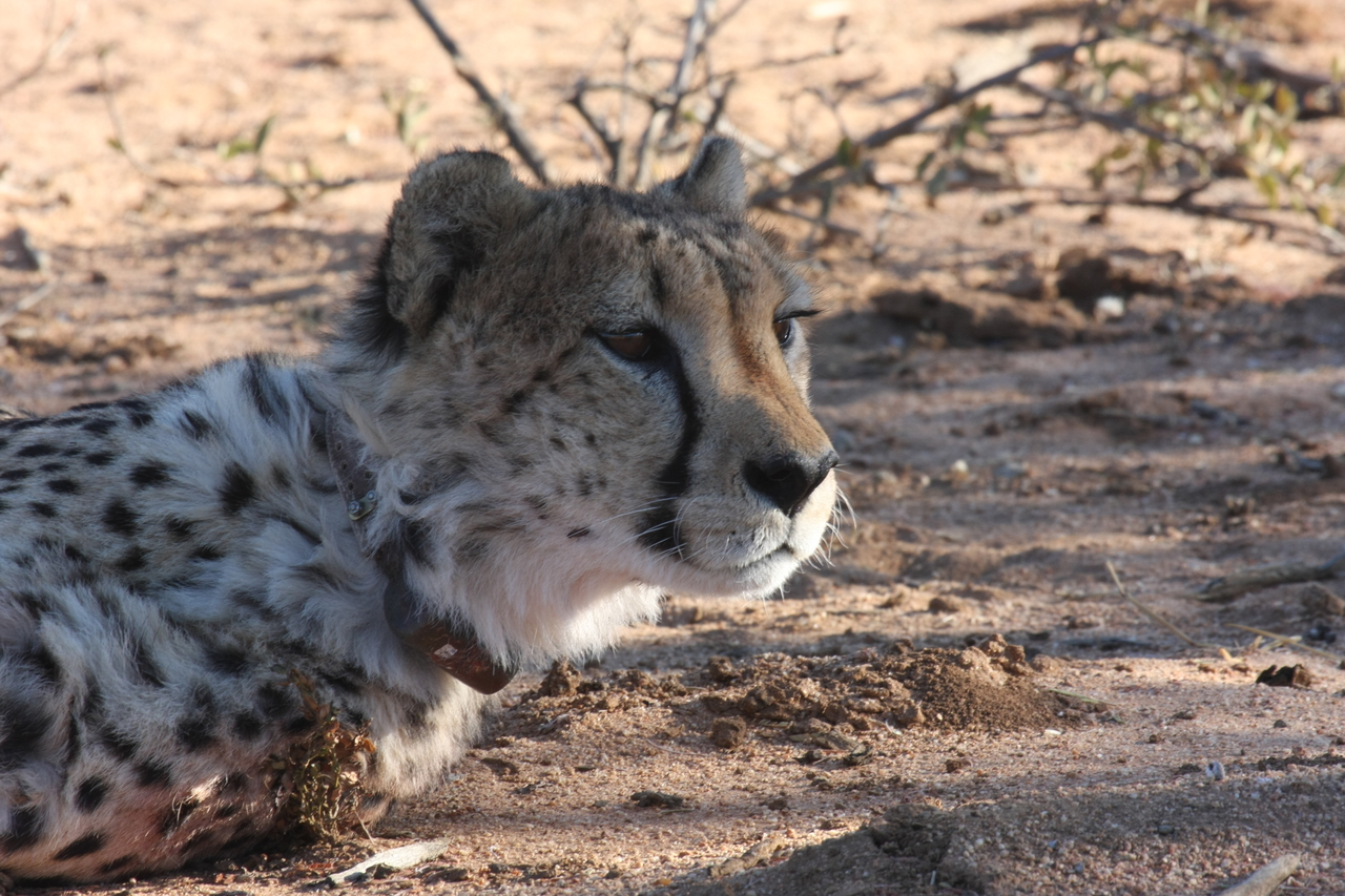 [1404] 2016_06_22_03_05_20_Africa_Canon_EOS_40D_IMG__00290.jpg